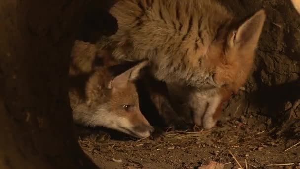 Red Fox Vulpes Vulpes Mother Cub Standing Benchmark Norfely France — стоковое видео