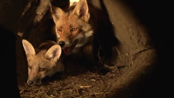 Red Fox Vulpes Vulpes Mother Cub Standing Den Normandie France — Stock video