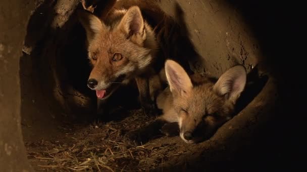 Red Fox Vulpes Vulpes Μητέρα Και Κουτάβι Στέκεται Στο Den — Αρχείο Βίντεο