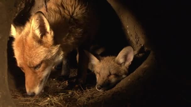Red Fox Vulpes Vulpes Mother Cub Standing Den Normandie France — Stock video