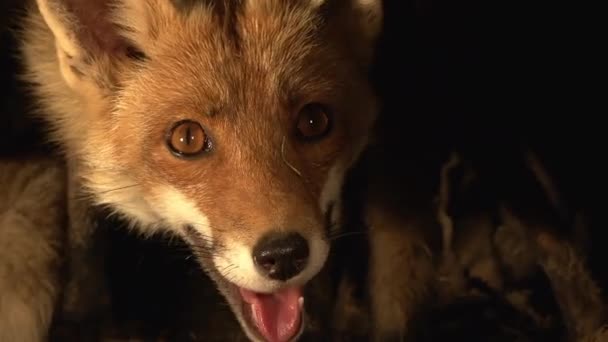 Red Fox Vulpes Vulpes Vrouwelijke Stand Den Normandië Frankrijk Real — Stockvideo