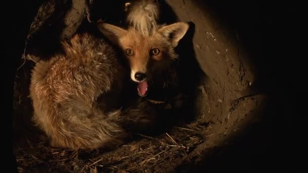 Red Fox Vulpes Vulpes Žena Stojící Den Normandie Francii Real — Stock video