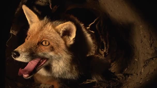 Red Fox Vulpes Vulpes Weibchen Stehen Den Normandie Frankreich Echtzeit — Stockvideo
