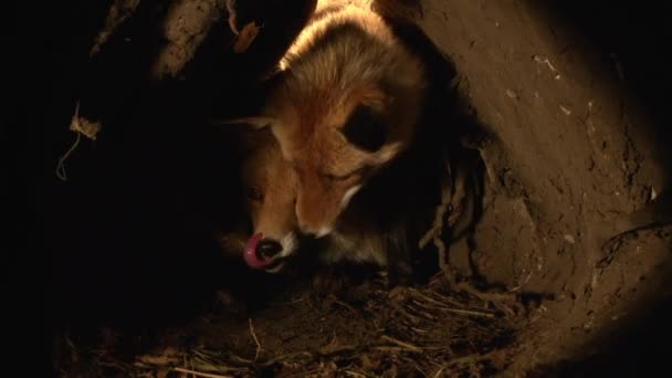Red Fox Vulpes Vulpes Mother Cub Standing Den Normandy France — Stock Video