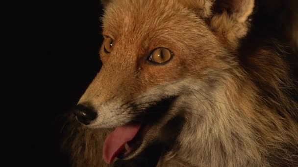 Red Fox Vulpes Vulpes Portrét Ženy Stojící Den Normandie Francii — Stock video