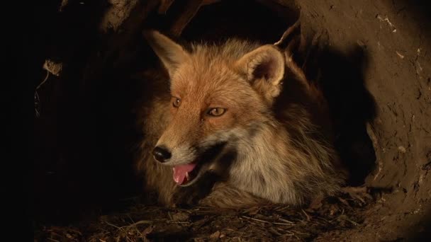 Red Fox Vulpes Vulpes Mujer Pie Den Normandía Francia Tiempo — Vídeo de stock