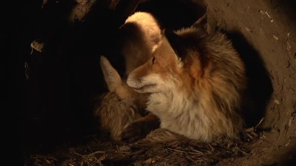 Red Fox Vulpes Vulpes Matka Cub Stojący Den Normandia Francji — Wideo stockowe