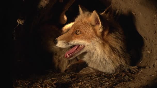 Red Fox Vulpes Vulpes Female Standing Den Normandy France Real — Stock Video