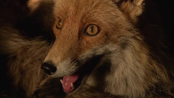 Red Fox Vulpes Vulpes Portrait Female Berdiri Den Normandia Perancis — Stok Video