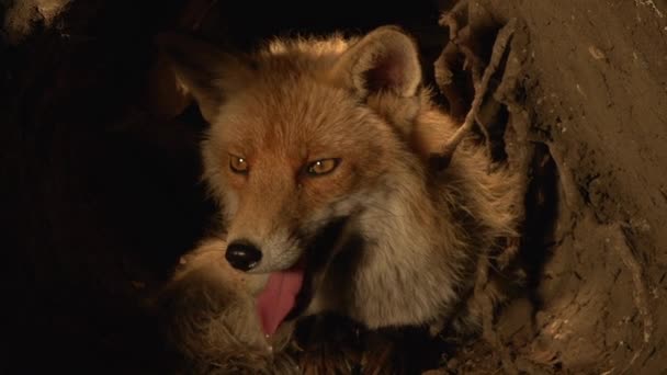 Red Fox Vulpes Vulpes Mujer Pie Den Normandía Francia Tiempo — Vídeo de stock