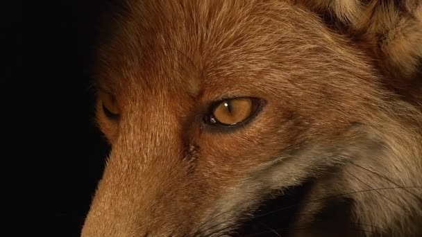 Red Fox Vulpes Vulpes Portrait Female Standing Den Normandy France — Stock Video