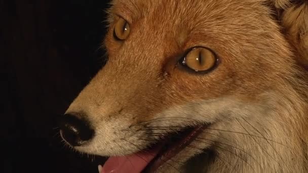 Red Fox Vulpes Vulpes Portret Van Een Vrouw Den Normandië — Stockvideo