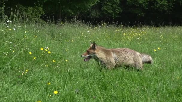 Red Fox Vulpes Vulpes Femmina Piedi Den Entrance Normandia Francia — Video Stock