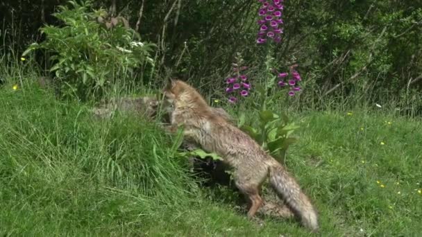Red Fox Vulpes Vulpes Feminino Den Entrance Normandia França Tempo — Vídeo de Stock