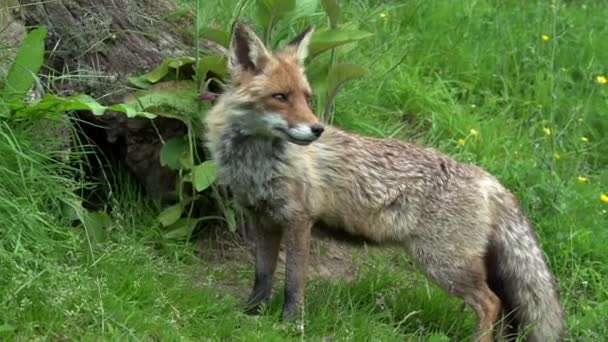 Red Fox Vulpes Vulpes Feminino Den Entrance Normandia França Tempo — Vídeo de Stock