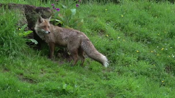 Red Fox Vulpes Vulpes Mujer Adulta Pie Cerca Den Normandía — Vídeos de Stock