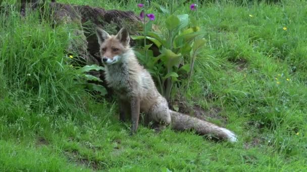 Red Fox Vulpes Vulpes Mujer Adulta Pie Cerca Den Normandía — Vídeos de Stock