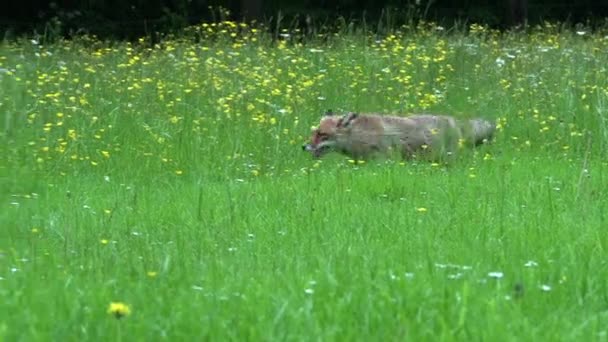 Red Fox Vulpes Vulpes Adulto Feminino Grama Alta Normandia França — Vídeo de Stock