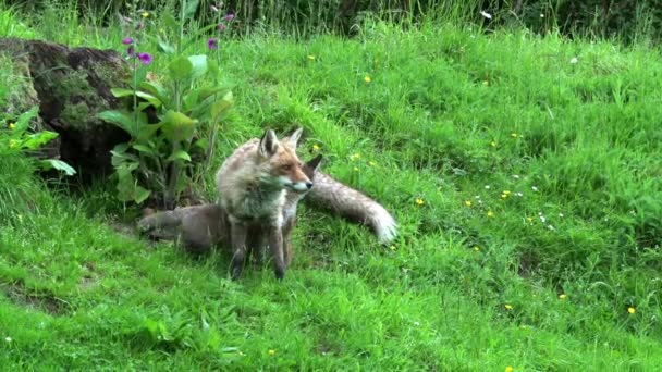 Red Fox Vulpes Vulpes Kobieta Cub Stojący Przy Wejściu Den — Wideo stockowe