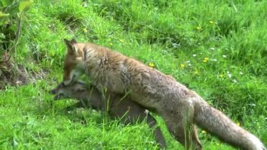 Red Fox, vulpes vulpes vulpes, Mother and Cub High grass, Normandy in France, Real Time