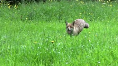 Kızıl Tilki, Vulpes vulpes, Den Girişi 'nde duran dişi ve yavru, Fransa' da Normandiya, Real Time