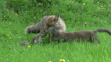Red Fox, vulpes vulpes vulpes, Mother and Cub High grass, Normandy in France, Real Time