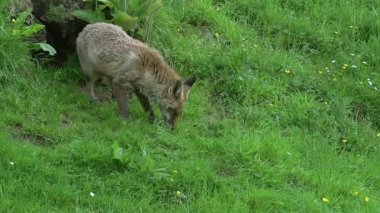 Kızıl Tilki, Vulpes vulpes, Anne ve Yavrusu Den Girişinde, Normandiya 'da, Gerçek Zamanda