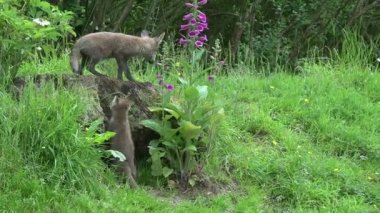 Kızıl Tilki, Vulpes vulpes, Den Girişi 'nde duran dişi ve yavru, Fransa' da Normandiya, Real Time