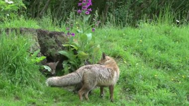 Kızıl Tilki, Vulpes vulpes, Den Girişi 'nde duran dişi ve yavru, Fransa' da Normandiya, Real Time