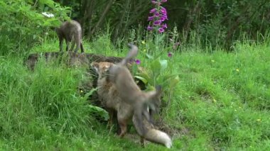 Kızıl Tilki, Vulpes vulpes, Den Girişi 'nde duran dişi ve yavru, Fransa' da Normandiya, Real Time