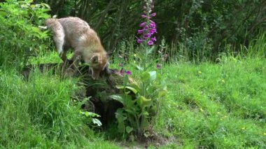 Kızıl Tilki, Vulpes vulpes, Den Girişi 'nde duran dişi ve yavru, Fransa' da Normandiya, Real Time