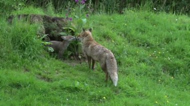 Kızıl Tilki, Vulpes vulpes, Den Girişi 'nde duran dişi ve yavru, Fransa' da Normandiya, Real Time