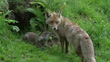 Kızıl Tilki, Vulpes vulpes, Den Girişi 'nde duran dişi ve yavru, Fransa' da Normandiya, Real Time