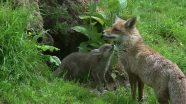 Kızıl Tilki, Vulpes vulpes, Den Girişi 'nde duran dişi ve yavru, Fransa' da Normandiya, Real Time