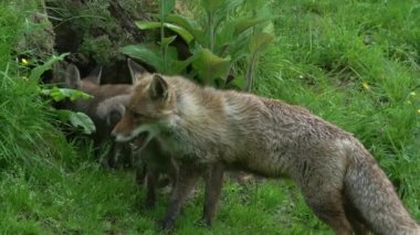 Kızıl Tilki, Vulpes vulpes, Den Girişi 'nde duran dişi ve yavru, Fransa' da Normandiya, Real Time