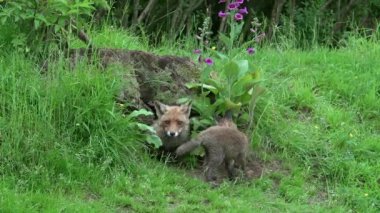 Kızıl Tilki, Vulpes vulpes, Den Girişi 'nde duran dişi ve yavru, Fransa' da Normandiya, Real Time