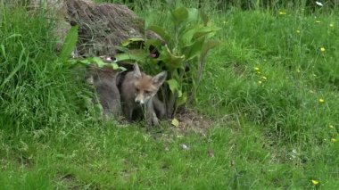 Kızıl Tilki, Vulpes vulpes, Den Girişi 'nde duran dişi ve yavru, Fransa' da Normandiya, Real Time