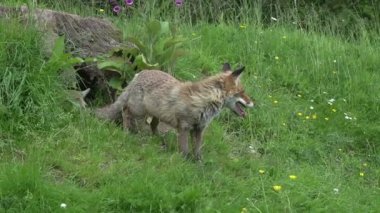 Kızıl Tilki, Vulpes vulpes, Den Girişi 'nde duran dişi ve yavru, Fransa' da Normandiya, Real Time