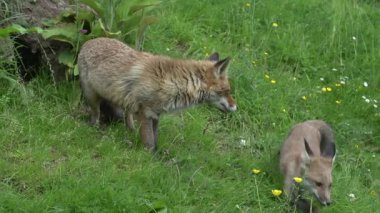 Kızıl Tilki, Vulpes vulpes, Den Girişi 'nde duran dişi ve yavru, Fransa' da Normandiya, Real Time