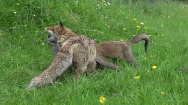 Red Fox, vulpes vulpes vulpes, Mother and Cub High grass, Normandy in France, Real Time