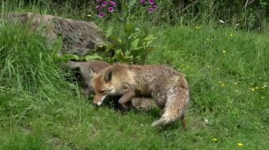 Kızıl Tilki, Vulpes vulpes, Den Girişi 'nde duran dişi ve yavru, Fransa' da Normandiya, Real Time