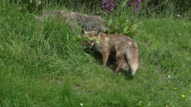 Kızıl Tilki, Vulpes vulpes, Den Girişi 'nde duran dişi ve yavru, Fransa' da Normandiya, Real Time