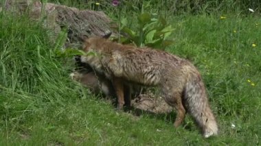 Kızıl Tilki, Vulpes vulpes, Den Girişi 'nde duran dişi ve yavru, Fransa' da Normandiya, Real Time