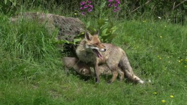 Kızıl Tilki, Vulpes vulpes, Den Girişi 'nde duran dişi ve yavru, Fransa' da Normandiya, Real Time