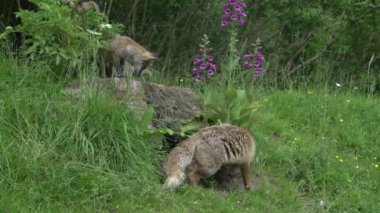 Kızıl Tilki, Vulpes vulpes, Den Girişi 'nde duran dişi ve yavru, Fransa' da Normandiya, Real Time