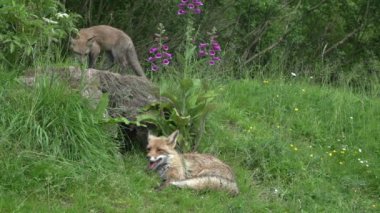 Kızıl Tilki, Vulpes vulpes, Den Girişi 'nde duran dişi ve yavru, Fransa' da Normandiya, Real Time