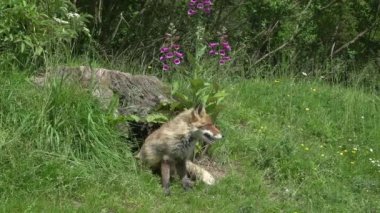 Kızıl Tilki, Vulpes vulpes, Den Girişi 'nde duran dişi ve yavru, Fransa' da Normandiya, Real Time