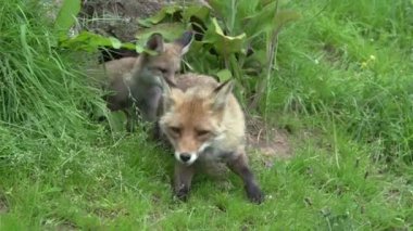 Kızıl Tilki, Vulpes vulpes, Den Girişi 'nde duran dişi ve yavru, Fransa' da Normandiya, Real Time