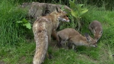 Kızıl Tilki, Vulpes vulpes, Den Girişi 'nde duran dişi ve yavru, Fransa' da Normandiya, Real Time