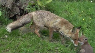 Kızıl Tilki, Vulpes vulpes, Den Girişi 'nde duran dişi ve yavru, Fransa' da Normandiya, Real Time